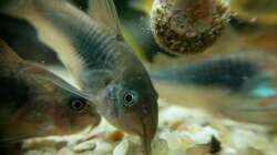 Die Fütterung macht nicht nur den Tieren Spaß ;) (17.06.2020)