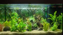 Das Aquarium nimmt Gestalt an! (11.06.2020)