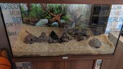 ``Hardscape´´ (Profi-Aquascaper xD)