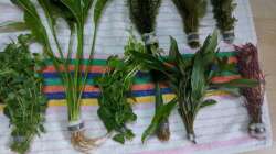 ??? - Regenschirmsimse - Kirschblatt (?) - Papageienblatt