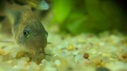 Tipp : Wer das liest, sollte auch mein Nahaufnahmen Video anschauen :D (17.06.2020)