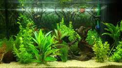 Pflanzenwachstum setzt an (15.06.2020)