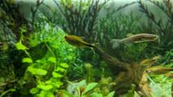 Kupfersalmler meets Zebrabärbling (11.06.2020)