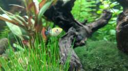 Wer guckt denn da raus? (15.06.2020)