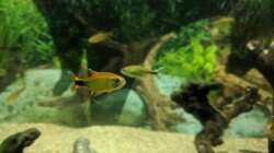 Kamerasalmler (09.06.2020)