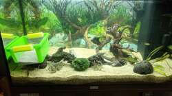 Provisorium, da Notauflösung anderes Aquariums (09.06.2020)