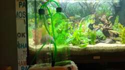 So sieht meine selbstgebaute Bio CO² Anlage aus - Eine Reaktorflasche, eine Waschflasche