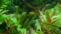 Wasserpest (Egeria) 11.06.2020