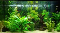 Der Urwald nimmt seinen Lauf (17.06.2020)