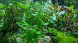 Brasilianischer Wassernabel (Hydrocotyle) 11.06.2020