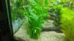 Vallisneria? (Hilfe wäre nett) 11.06.2020