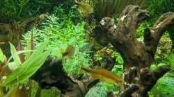 Unklare Pflanze (Hilfe wäre nett) 11.06.2020