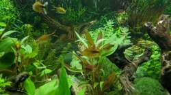 Kupfersalmler, besonders schön gefärbt (11.06.2020)