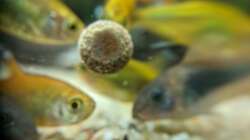 Chaoten beim Essen (Natürlich nur ein Spaß, 17.06.2020)