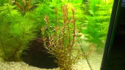 Papageienblatt (17.06.2020)