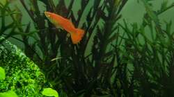 Ein echt schönes Guppy-Exemplar (15.06.2020)