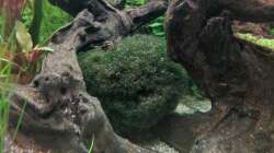 Mooskugel (17.06.2020)