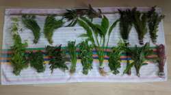 So kamen die Pflanzen an - 16 Bund für 30???