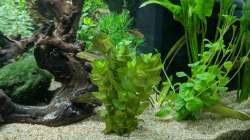 Unklare Pflanze (Hilfe wäre nett) 11.06.2020