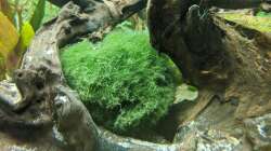 Mooskugel (Aegagropila) 11.06.2020