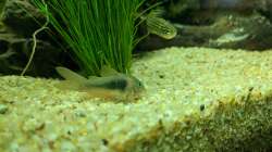 Panzerwels erkundet Umgebung (15.06.2020)