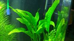 Amazonas Schwertpflanze (17.06.2020)