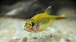 Kupfersalmler hautnah (17.06.2020)