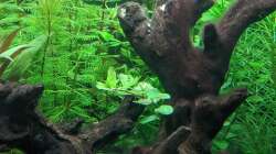 Wer ragt denn da an der Wurzel raus? (17.06.2020)