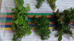 Brasilianischer Wassernabel - ??? - ???