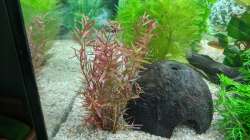 Papageienblatt (Alternanthera) 11.06.2020