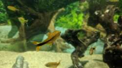 Bogensalmler (09.06.2020)