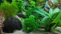 Unklare Pflanze (Hilfe wäre nett) 11.06.2020