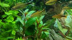 Unklare Pflanze (Hilfe wäre nett) 11.06.2020