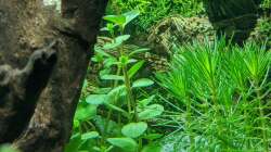 Unklare Pflanze (Hilfe wäre nett) 11.06.2020