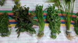  Vallisneria (?) - Kleines Fettblatt (?)