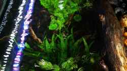 Pflanzen im Aquarium Mystische  Waldquelle