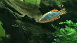 Aquarium Meine Perlhuhnbärblinge