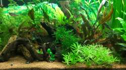 Aquarium Meine Perlhuhnbärblinge