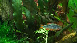 Zwergtigerschmerle und Perlhuhnbärbling  