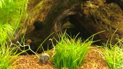 2. Versuch eines Rasens