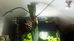 Beckenansicht von oben, mit der Emersen Orchidee auf der Moorwurzel