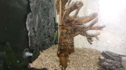 Dekoration im Aquarium Garnelen Becken in der Küche