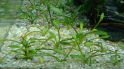 Cryptocoryne Parva