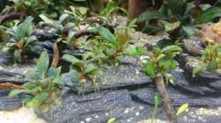 Bucephalandra spec. Serimbu Brown