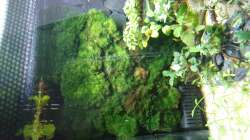 Matte mit den Algenbälle 