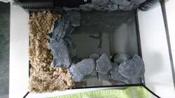 Dekoration im Aquarium Garnelen Becken in der Küche