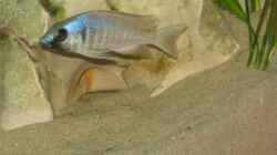 Placidochromis electra black chin