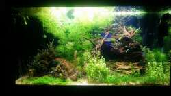 danach glasklares Wasser, UV Klärer rausgenommen und bis dato keine weiteren Probleme