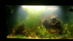 zwischenzeitliches Problem mit Algenblüte, gelöst durch UV-Klärer 