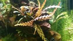 Hygrophila pinnatifida, Bucephaladra